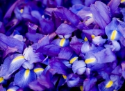 雷火电竞-唯一性的双面诠释，F1揭幕战的速度独裁与深圳队的生存突围