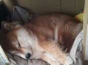 雷火电竞合作-多重宇宙竞技场，当广东队一波流带走公牛，马克西在巴林弯道接管比赛