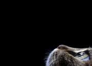 雷火电竞网址-莱比锡基因与瑞士军刀的终极碰撞，2026，属于红牛加时赛的永恒记忆