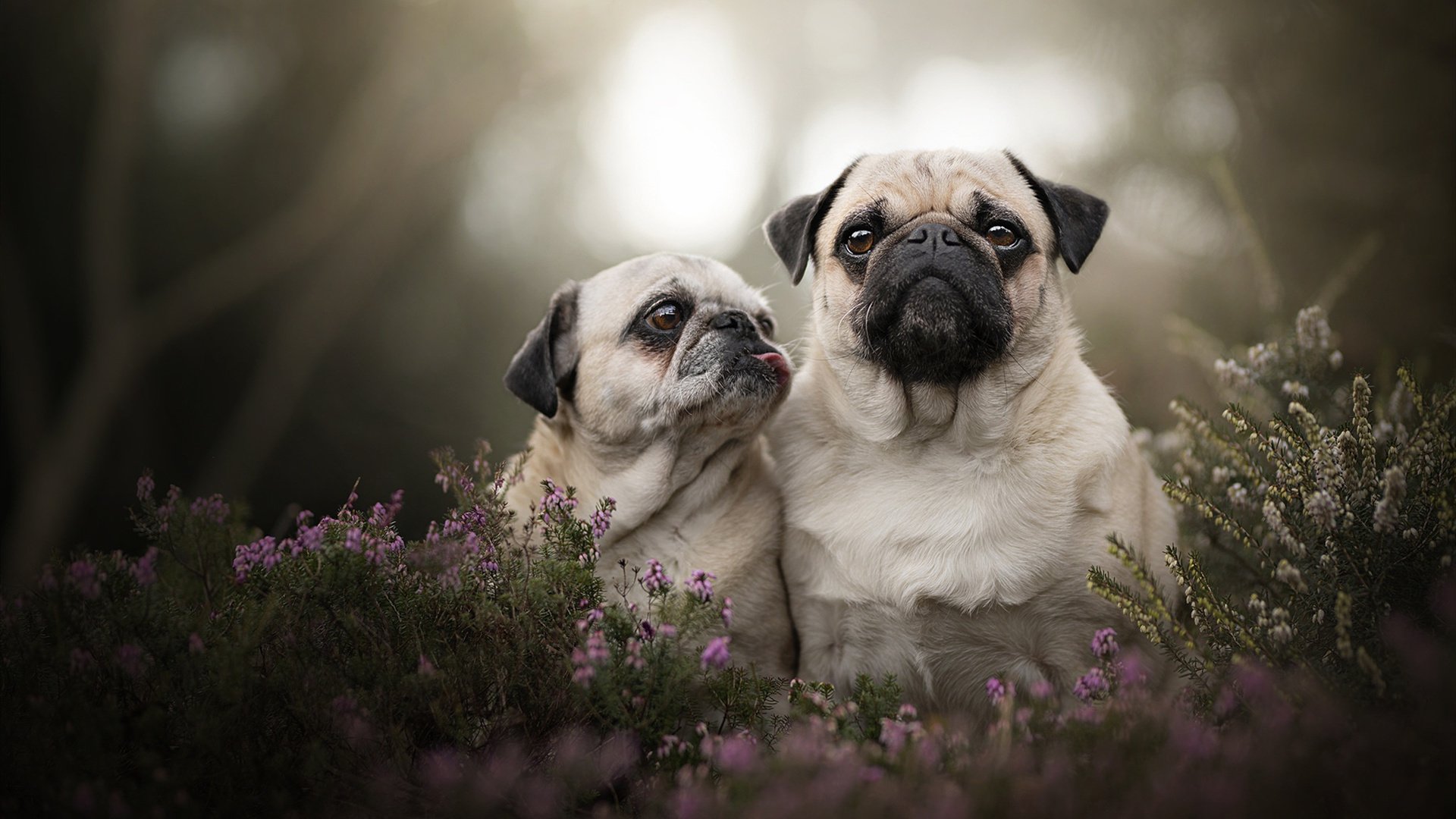 魔咒战术冻结掘金攻势，范弗利特末节独揽狂澜奏凯歌