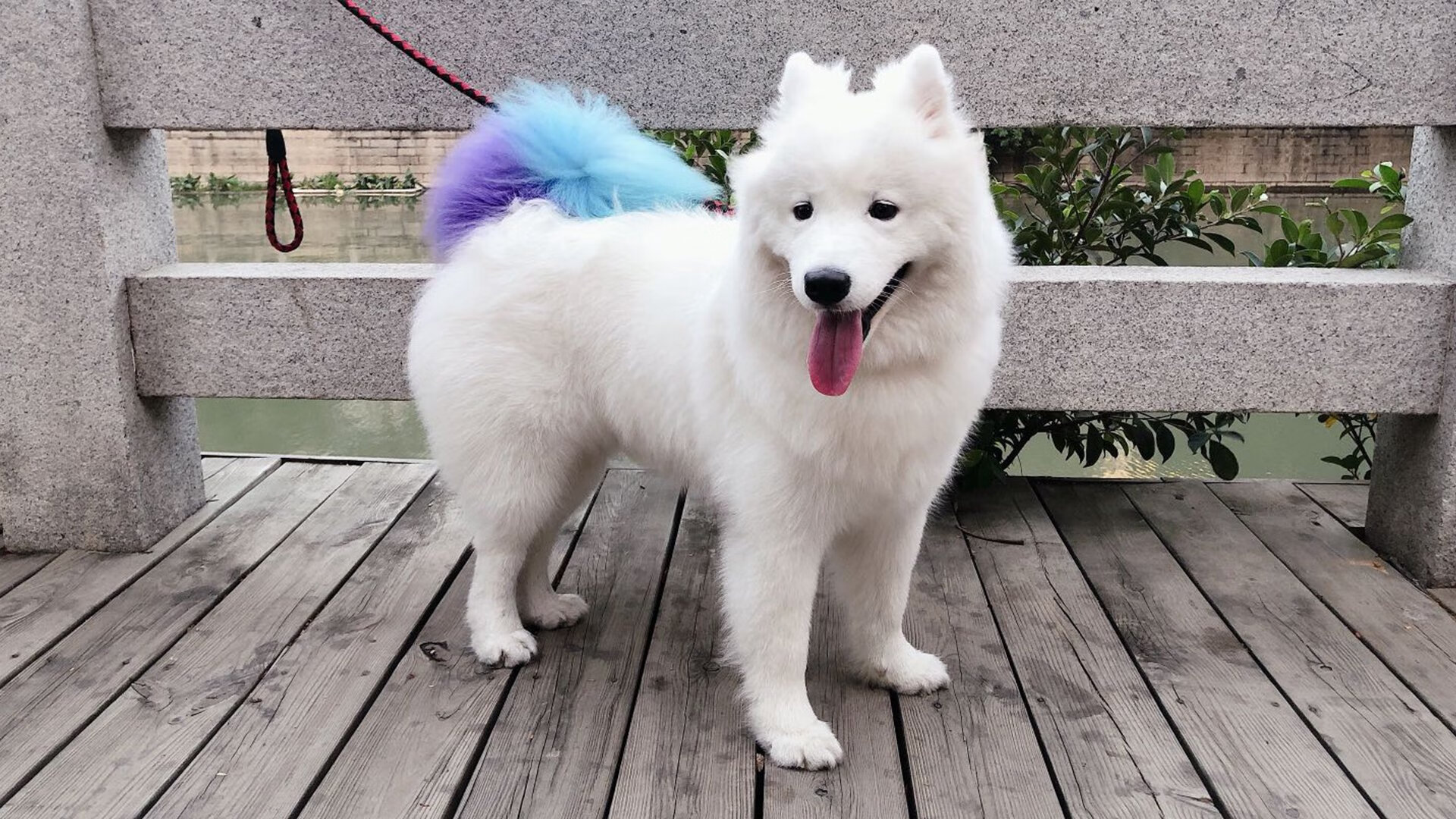 上海队北京时间凌晨粉碎老鹰时，文班亚马的关键战已被中国符号点亮夏夜