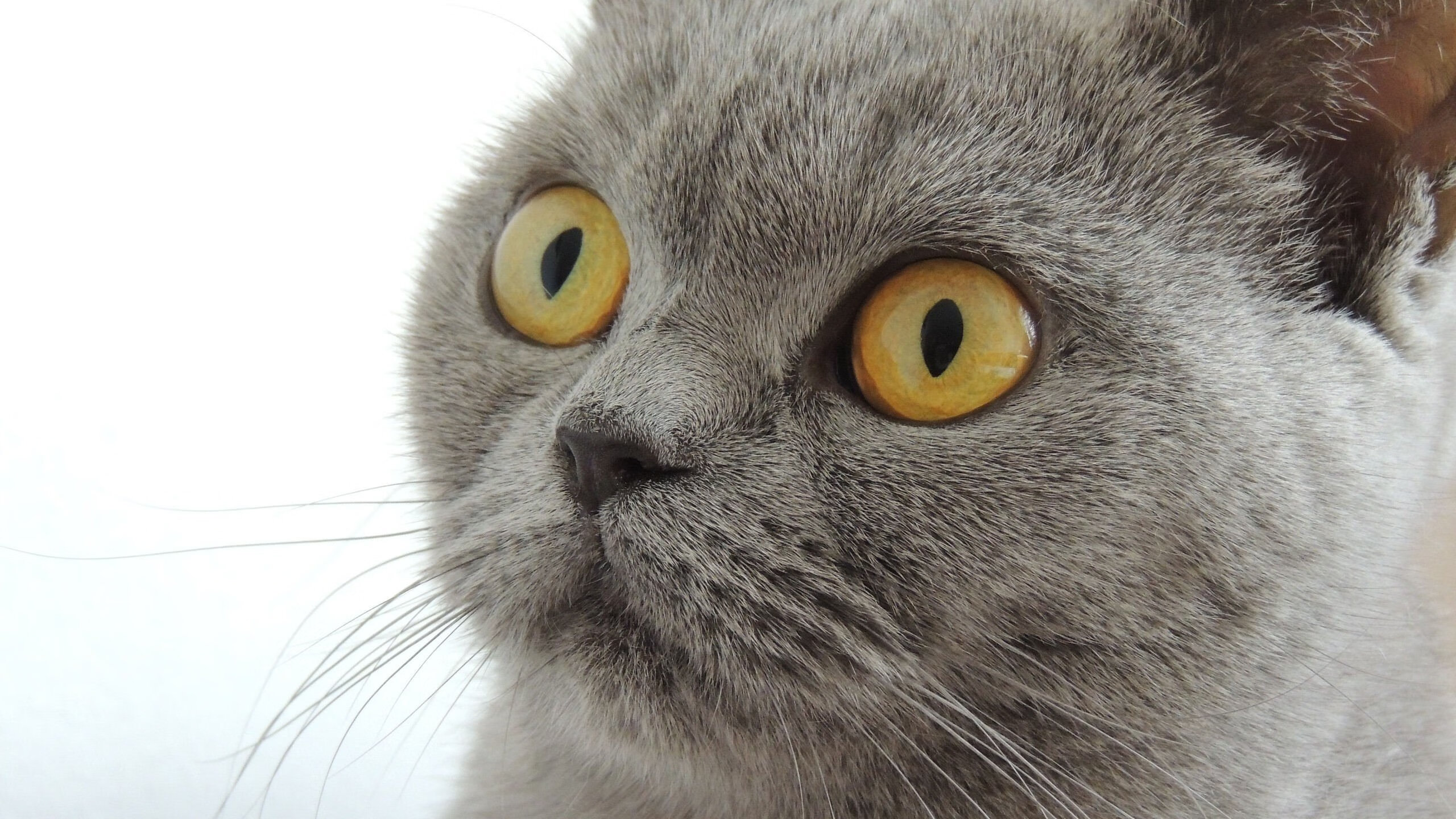 冰与火的淬炼，东决关键战之夜，阿坎吉一回合定义生涯