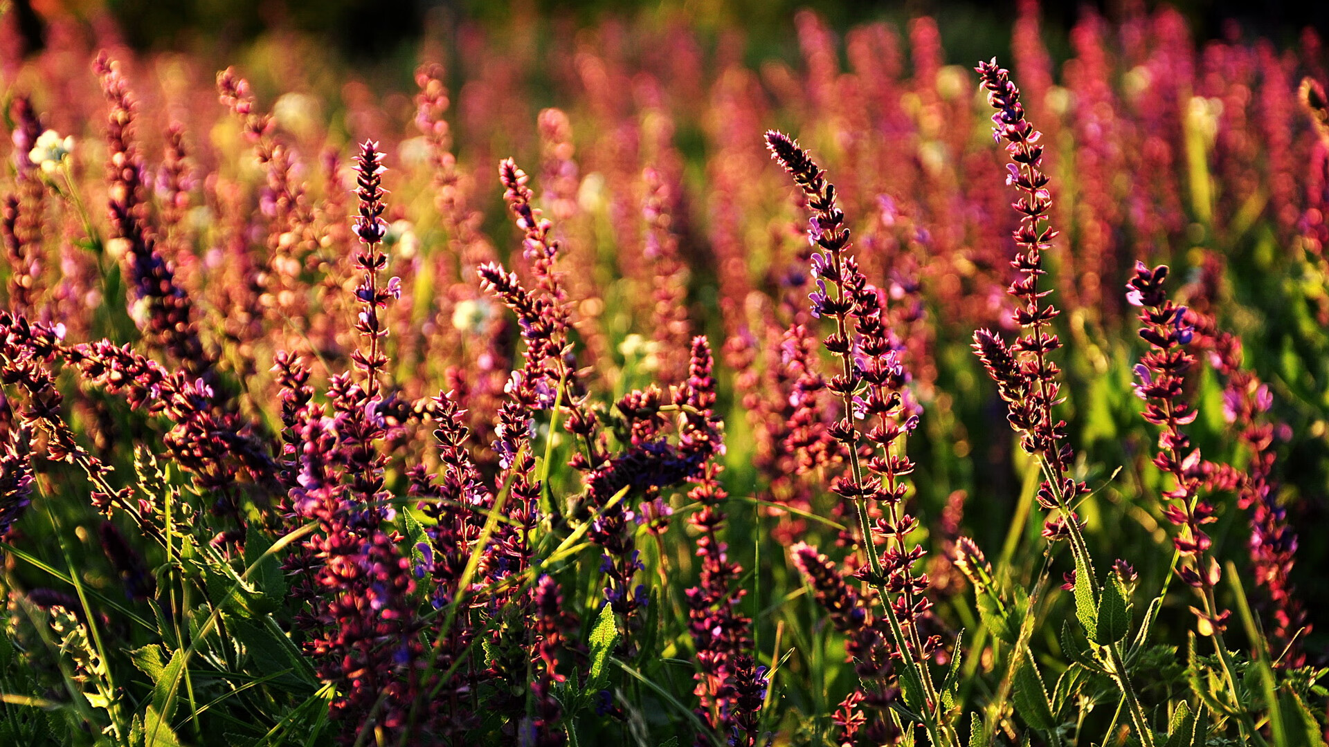 跨界硬仗,当浙江队的铁血遇上利拉德时刻