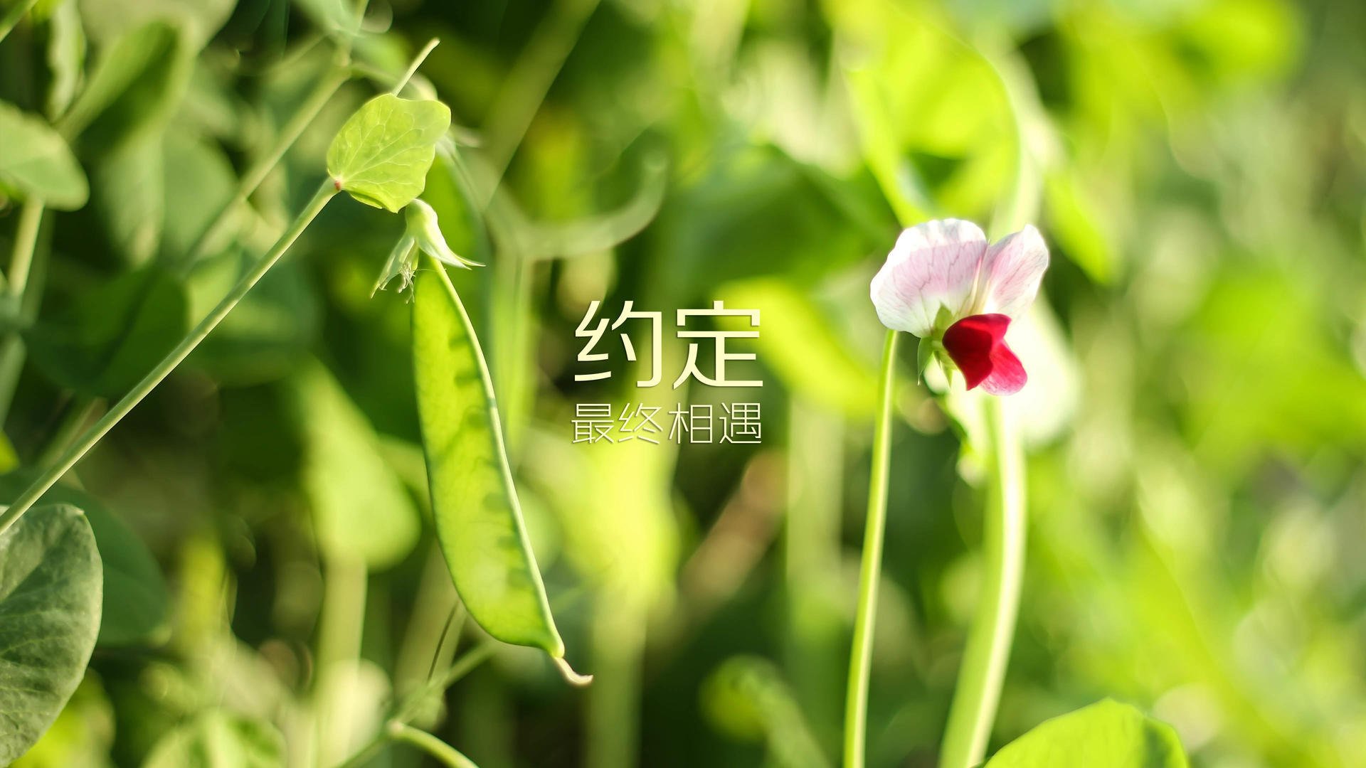 以下是为您构思的文章标题和正文